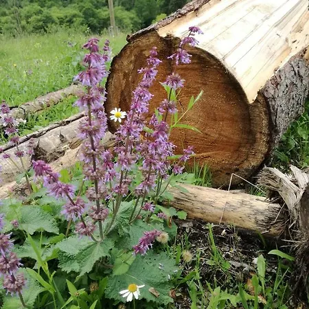 Haus Seebach Apartament