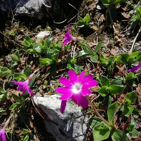 Apartament Haus Seebach *